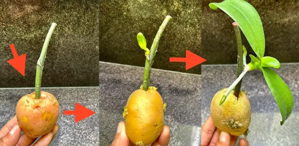 Unkonventionelle Gartenarbeit: Wie man Orchideen in Kartoffeln anbaut