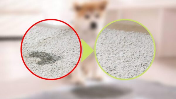Urinflecken auf dem Teppich, das Problem wird mit diesem Inhaltsstoff gelöst