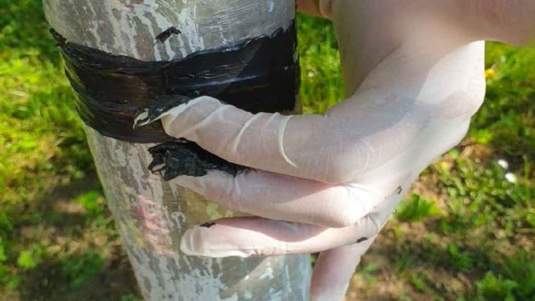 Verabschieden Sie sich von Obstbaumameisen und erfahren Sie die beste vorbeugende Lösung gegen Blattläuse