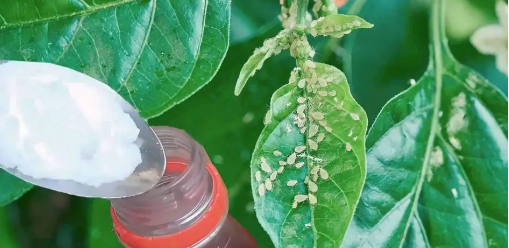 Verabschieden Sie sich von Pflanzenschädlingen mit diesem hausgemachten Pestizid: Sie benötigen nur 2 Zutaten