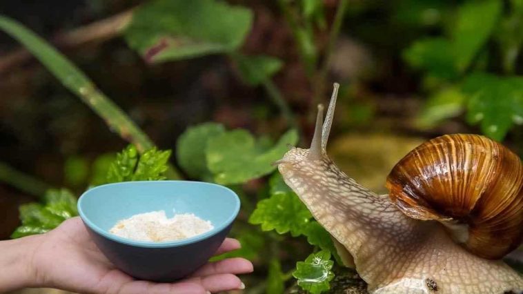 Verabschieden Sie sich von Schnecken mit dieser natürlichen Methode, die Sie wahrscheinlich nie vermutet hätten