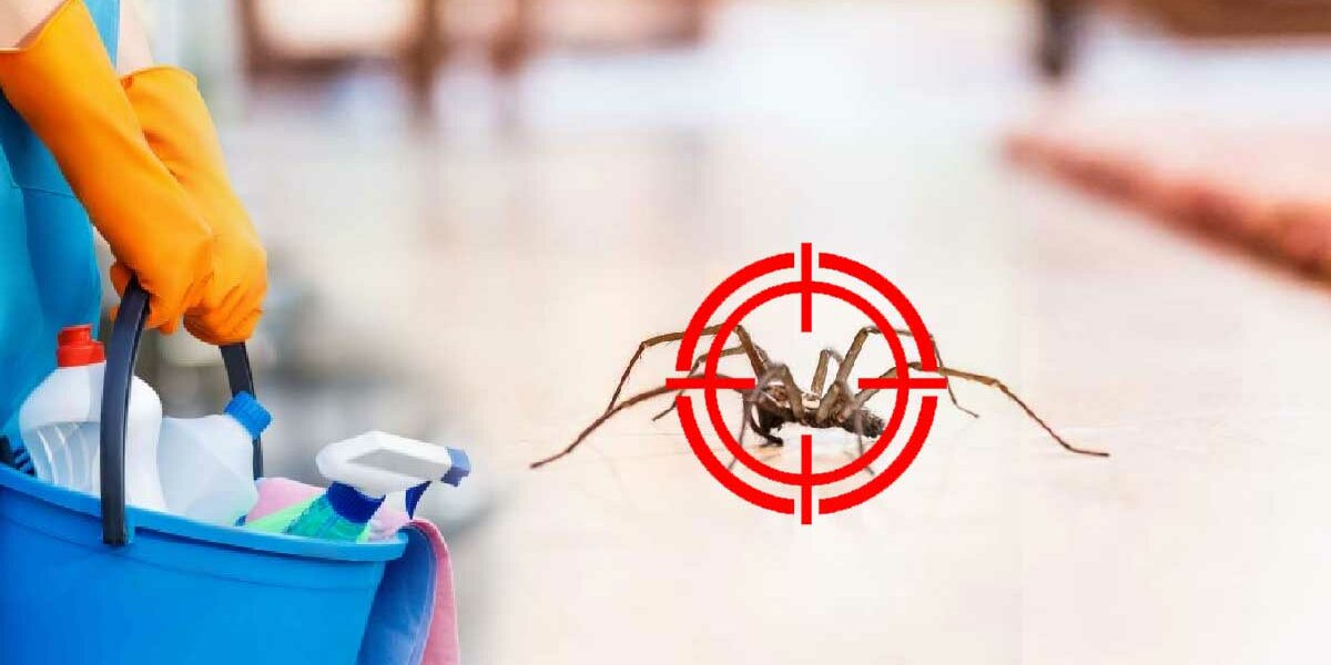 Verabschieden Sie sich von Spinnen mit diesem erstaunlichen Trick! Sie werden von deinem Haus weglaufen!