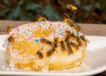 Verabschieden Sie sich von Wespen: Entdecken Sie 10 natürliche Tricks, um sie effektiv fernzuhalten