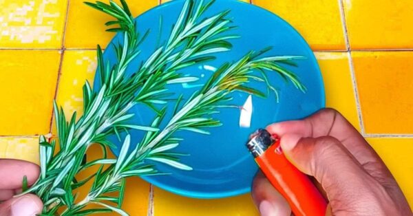 Verbrennen Sie einen Rosmarinzweig im Haus und sehen Sie, was nach 10 Minuten passiert