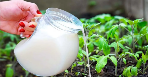 Verdoppeln Sie den Ertrag Ihres Obstes und Gemüses, indem Sie es mit dieser überraschenden Zutat bestreuen