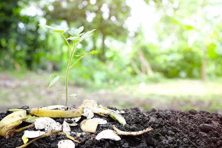 Verdoppeln Sie den Ertrag Ihres Obstes und Gemüses, indem Sie es mit dieser überraschenden Zutat 4 bestreuen Bananenschalen am Fuße einer Plantage angeordnet