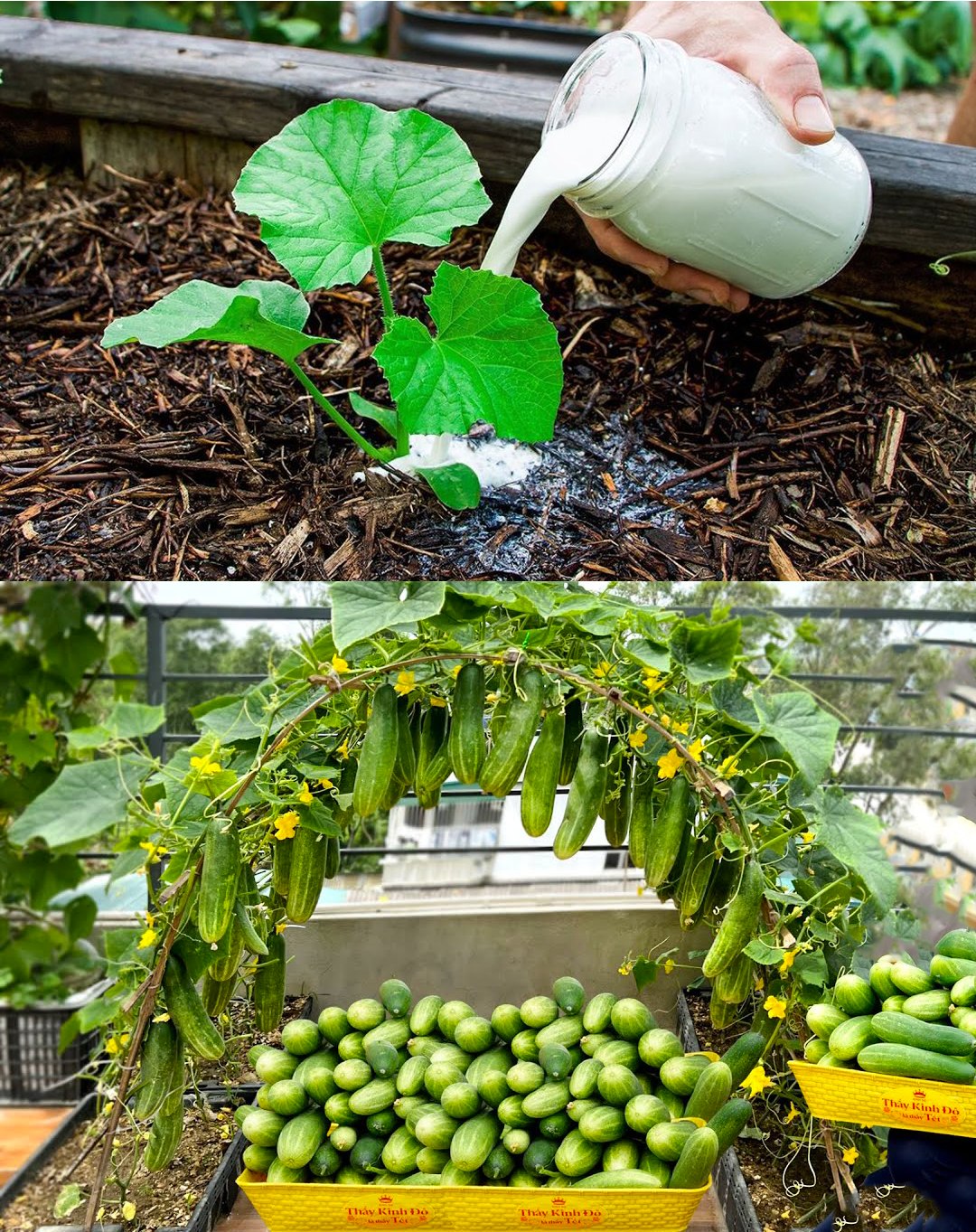 Verdoppeln Sie den Ertrag von Gurken mit natürlichen Düngemitteln: Ein Leitfaden für Gärtner