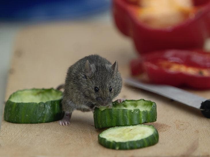 Vergessen Sie Betrug. Es gibt viel intelligentere Möglichkeiten, Mäuse loszuwerden 2 Maus zu Hause