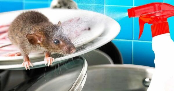 Vergessen Sie die Fallstricke. Es gibt viel klügere Methoden, um Mäuse loszuwerden