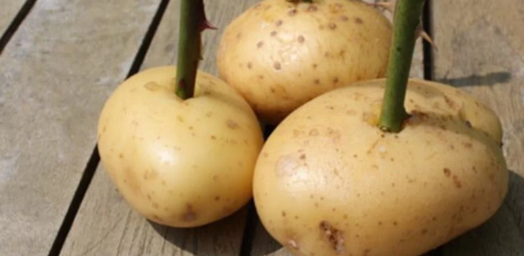 Vermehren Sie Rosen einfach und mit überraschenden Ergebnissen!