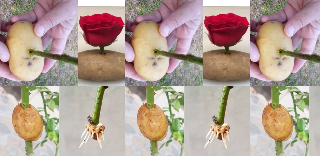 Vermehrung von Rosen mit Kartoffeln für eine schnelle Wurzelbildung: Ein Leitfaden für den Rosenanbau