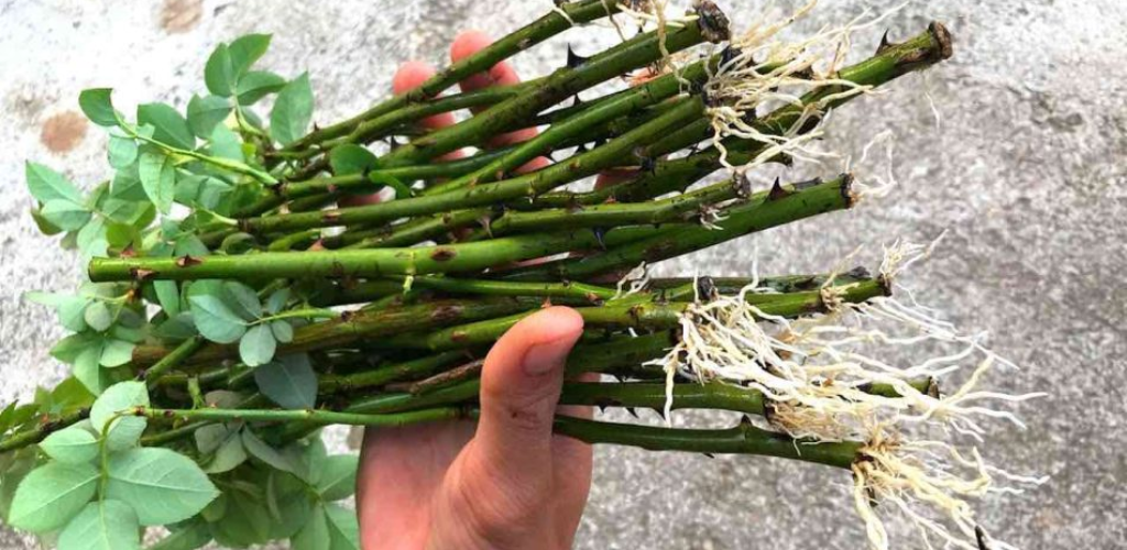 Vermehrung von Rosenzweigen im Sand, wie man sie pflanzt, um viele Wurzeln zu bekommen.