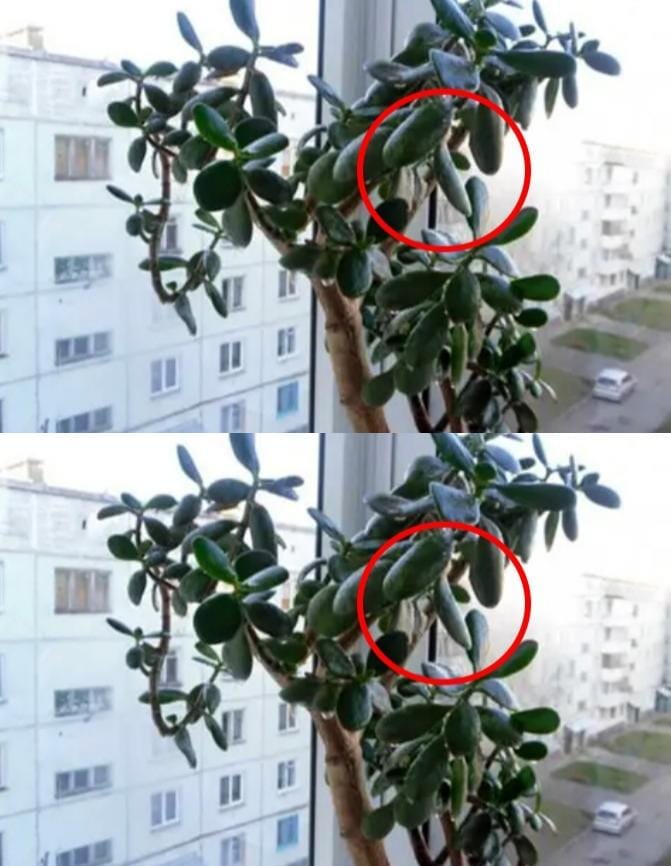 Vermeiden Sie diese Blume! Warum es für Ihre Gesundheit gefährlich ist