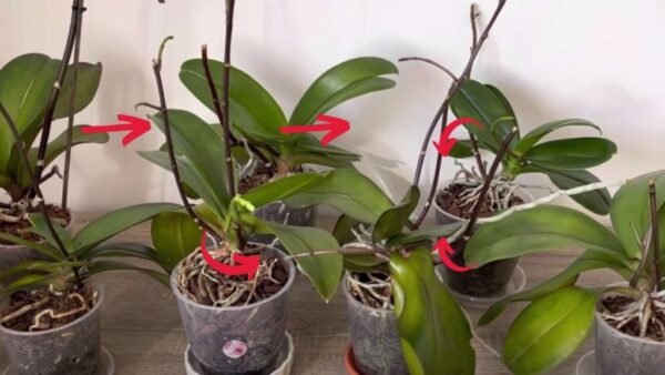 Versuchen Sie dies mit Ihren Orchideen – Sie werden kurz darauf eine spektakuläre Blüte sehen