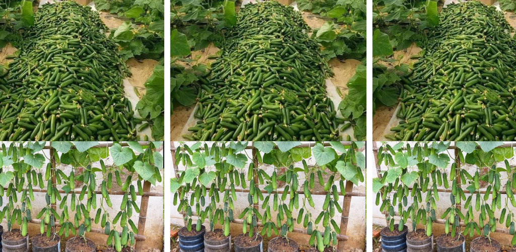 Vertikaler Gurkenanbau: Ein organischer Ansatz mit Eierschalendünger