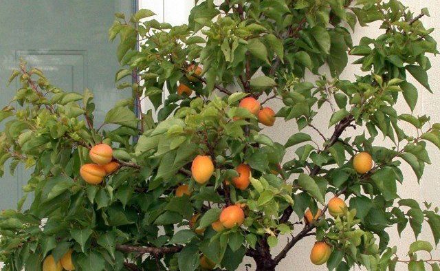 Verwandeln Sie Ihren Balkon oder Ihr Dach mit diesen Obstbäumen im Topf in ein kleines Paradies.