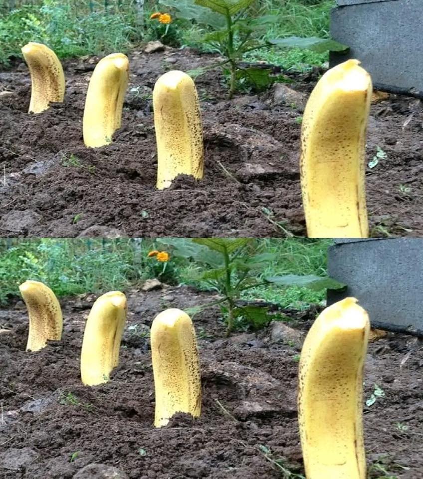 Verwandeln Sie Ihren Garten auf natürliche Weise: Entfesseln Sie die Kraft der Bananen für üppige, gesunde Pflanzen
