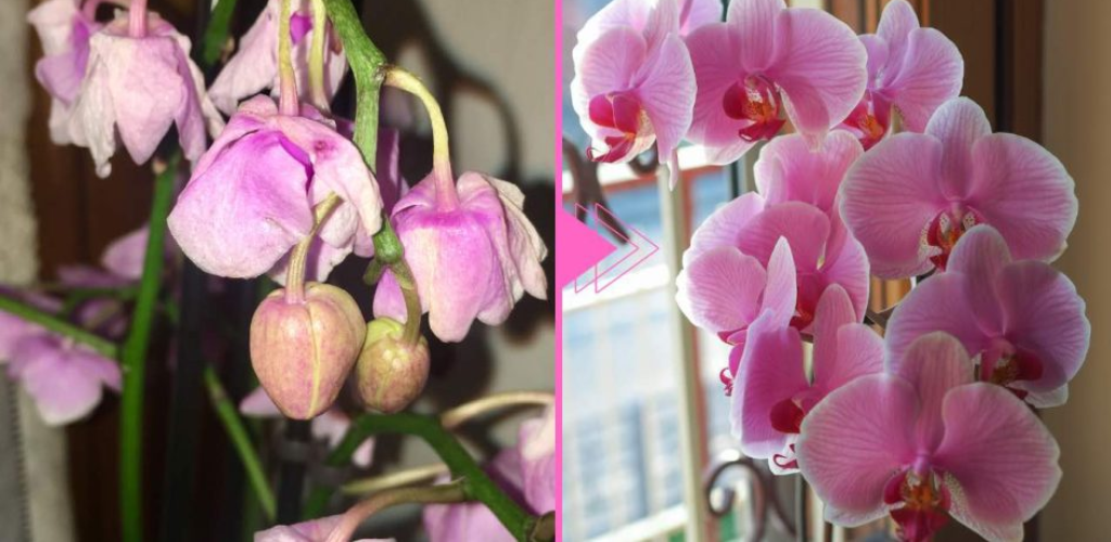 Verwelkte Orchidee, es gibt noch Hoffnung: Mit dieser Zutat erwacht sie wieder zum Leben