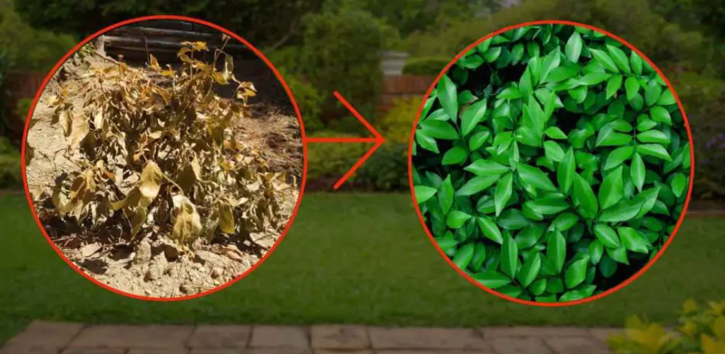 Verwelkte und dehydrierte Pflanzen, mit diesem Zauberpulver beleben Sie sie in 2 Minuten wieder: Wahnsinn