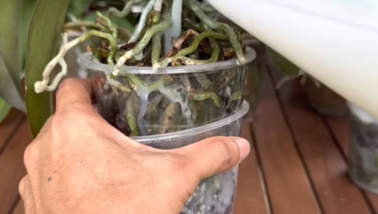 Natürlicher Milchdünger für Orchideen