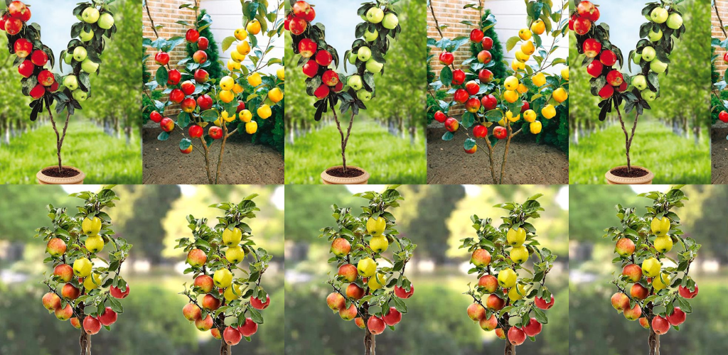 Vielfalt schaffen: Eine Schritt-für-Schritt-Anleitung zum Erstellen Ihres eigenen Duo-Apfelbaums