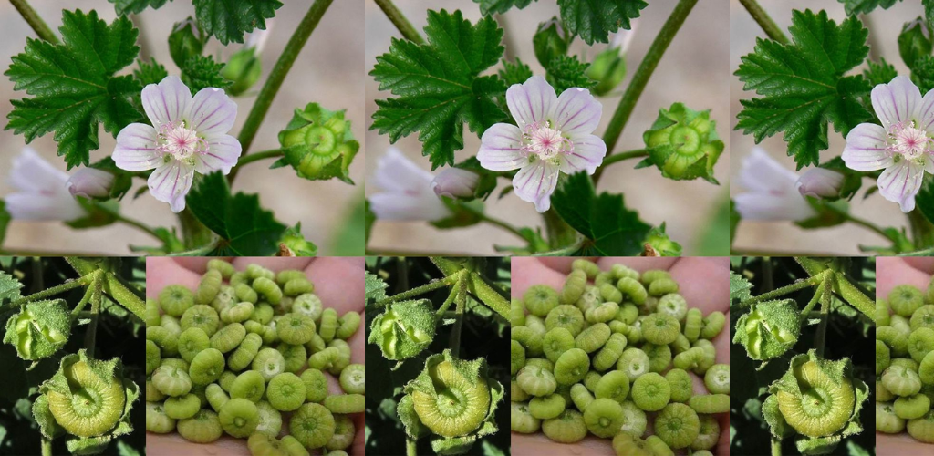 Vielseitige Malve (Malva vulgaris Neglecta): Eine Pflanze mit vielen Verwendungsmöglichkeiten