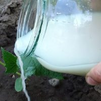 Vitaminlösung, die das Wachstum von Gurkensträuchern stimuliert!