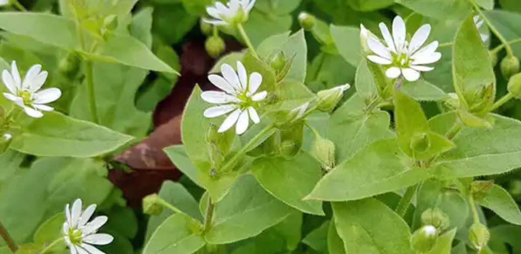 Vogelmiere (Stellaria media): Entdecken Sie die Wunder dieses wilden Heilkrauts
