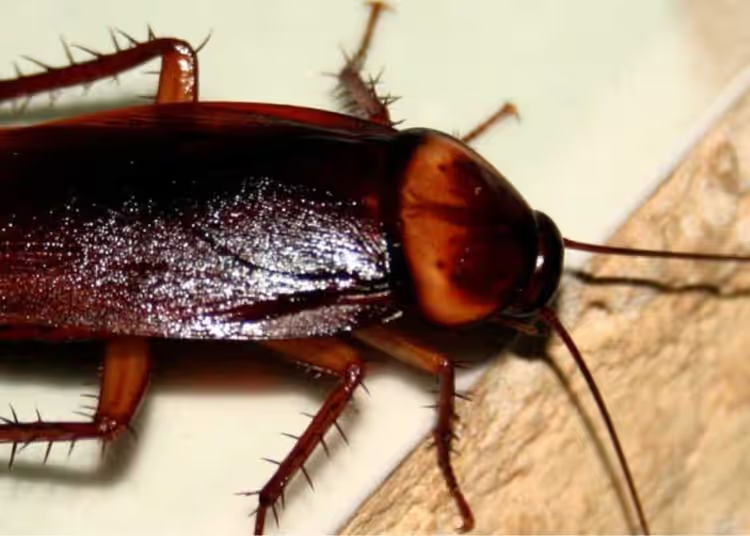 Von Knoblauch bis zur Marseille-Seife: Hier finden Sie Großmutters Tipps zur Bekämpfung von Kakerlaken