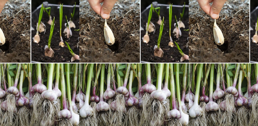 Von der Flasche zum Feld: Beginnen Sie mit Knoblauch im Wasser und bringen Sie ihn in Ihren Garten