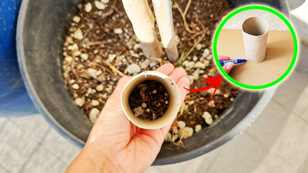 WIE MAN AUS TOILETTENPAPIERROLLEN KOMPOSTIERBARE GLÄSER HERSTELLT