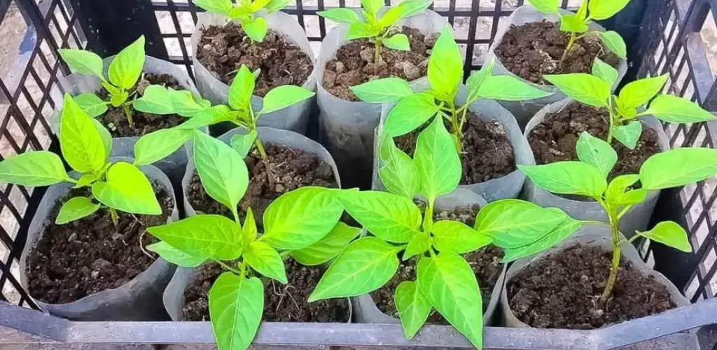 Wann im Jahr 2023 Pfeffersamen säen? Günstige Termine