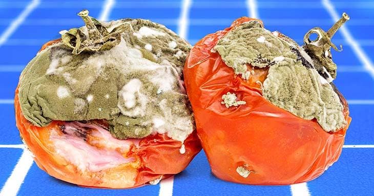 Wann man Tomaten wegwerfen sollte: Anzeichen und Lagerzeit 2 Eine schimmelige Tomate