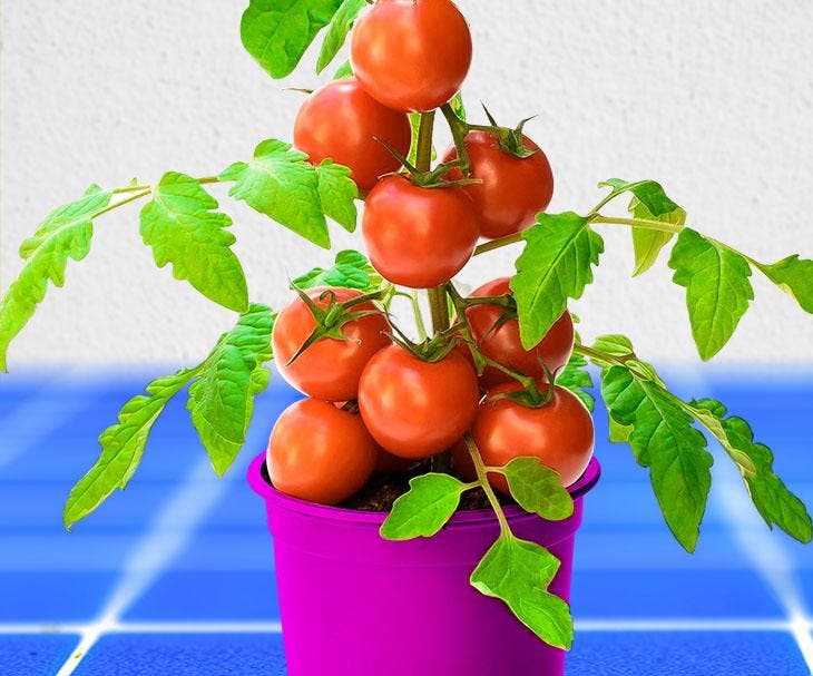 Wann man Tomaten wegwirft: Anzeichen und Lagerzeit 3 Tomate im Glas