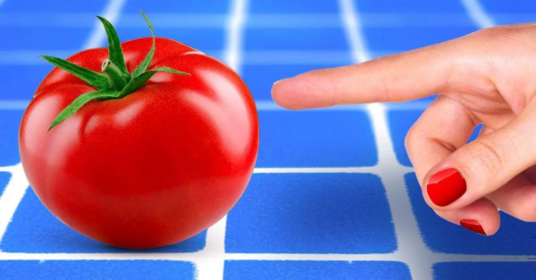 Wann man Tomaten wegwirft: Anzeichen und Lagerzeiten