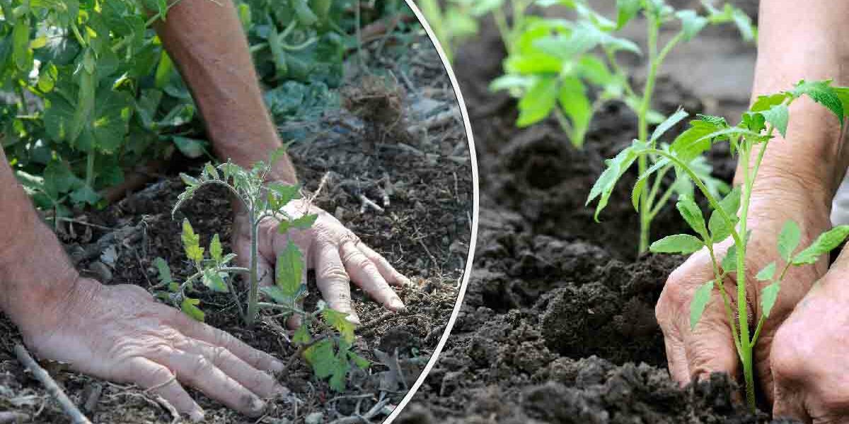 Wann sollten Sie im Jahr 2023 Ihre Tomaten pflanzen? Haustipps