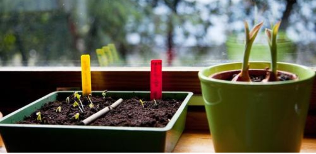 Wann und wie man mit der Aussaat im Innenbereich für die Frühjahrspflanzung beginnt