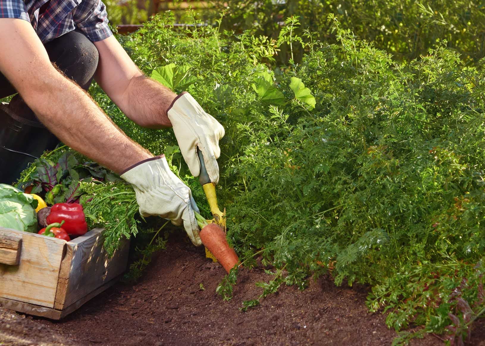 Warum Gärtner immer Blumen neben Gemüse pflanzen sollten 2 Möhren