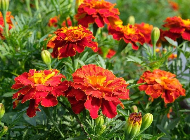 Warum Gärtner immer Blumen neben Gemüse pflanzen sollten 9 Nelke-Indien