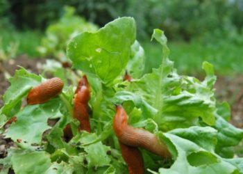 Warum Haferflocken in Ihrem Garten verwenden?