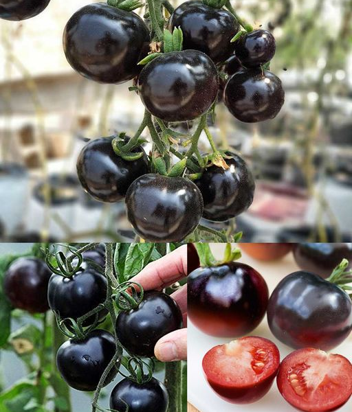 Warum Kumato-Tomaten andere hinsichtlich ihrer gesundheitlichen Vorteile übertreffen und wie man sie anbaut