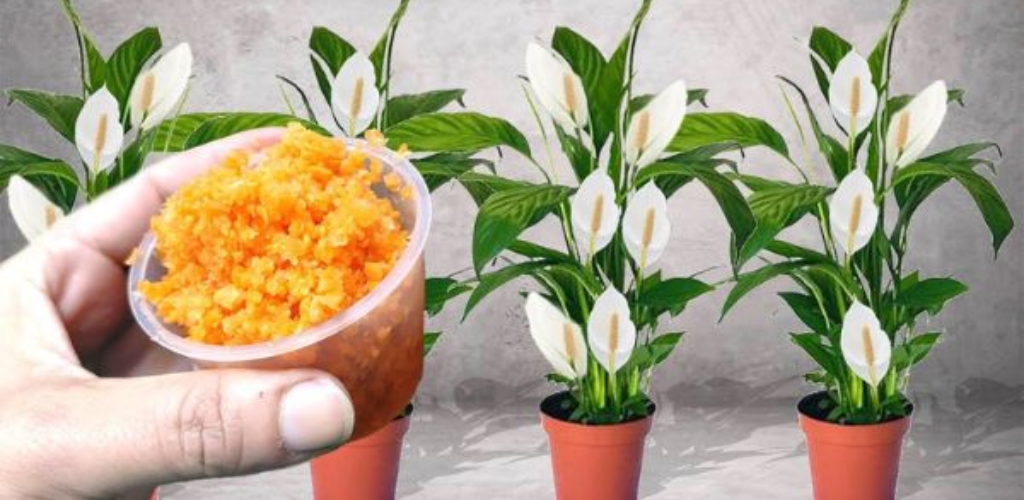 Warum Kurkuma zu Pflanzen hinzufügen?