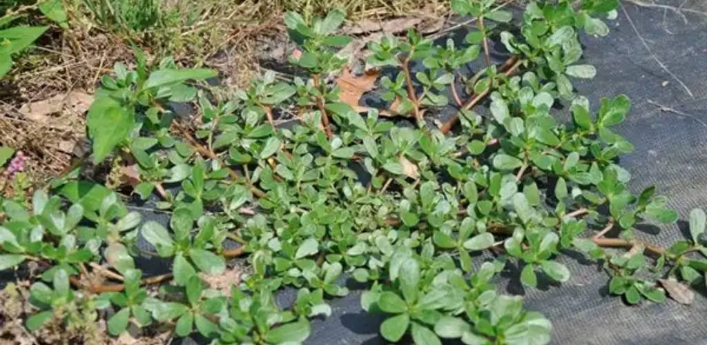 Warum Sie Portulak in Ihrem Garten verwenden sollten: 8 überzeugende Gründe