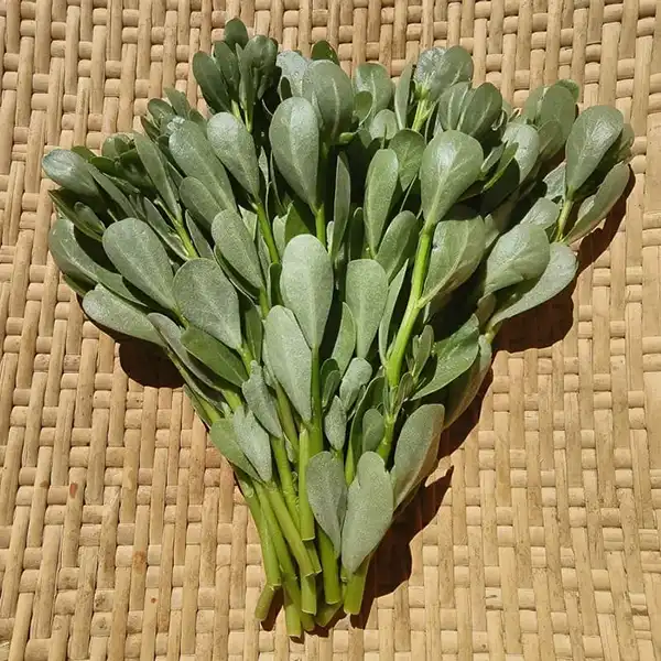 grünes Blatt französischer Portulak 1