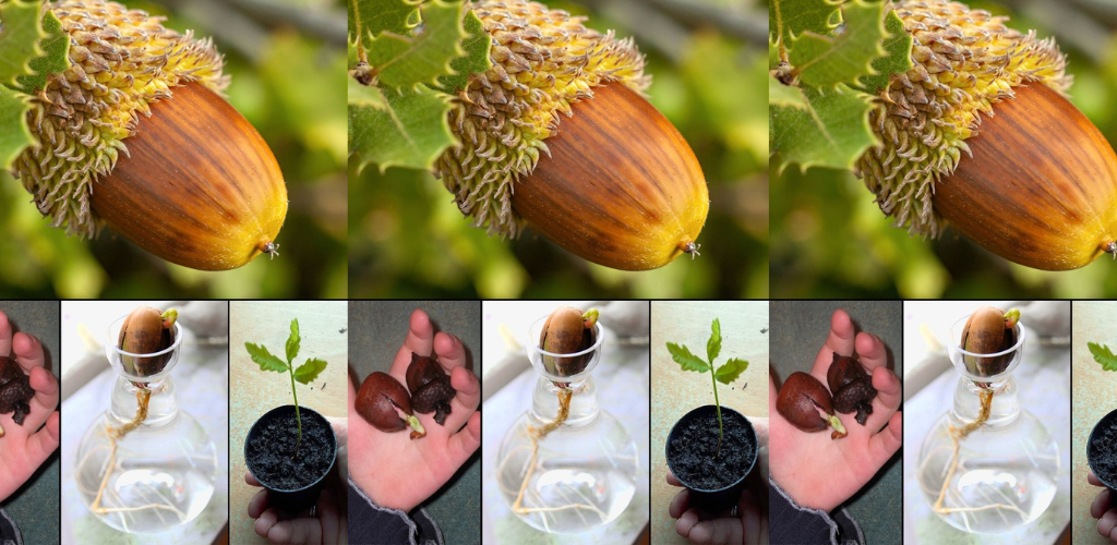 Warum Sie eine Eiche aus Samen züchten sollten