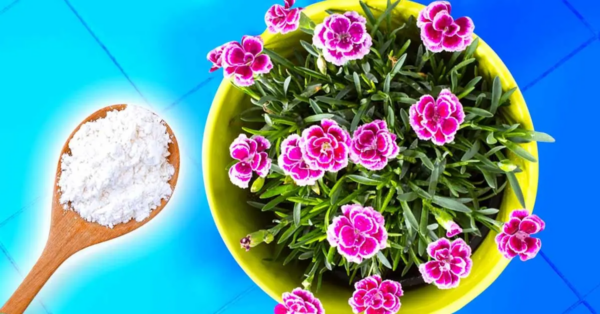 Warum Talkumpuder für Pflanzen verwenden?