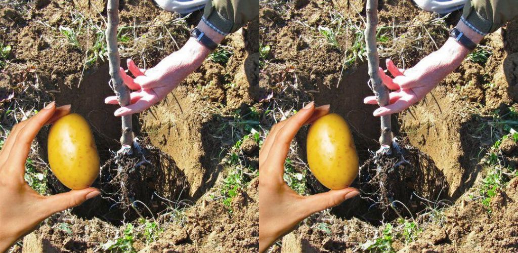 Warum beim Pflanzen von Obstbäumen zwei Kartoffeln an der Wurzel pflanzen?