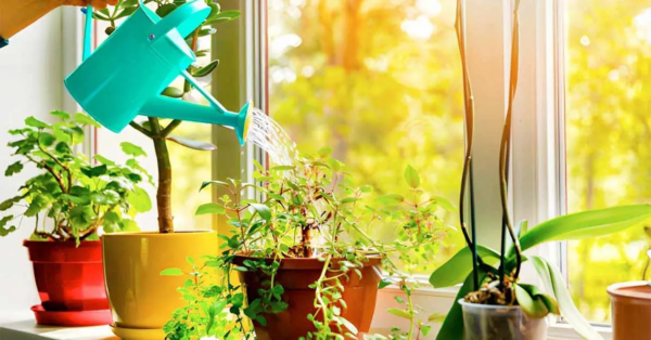 Warum blühen Zimmerpflanzen nicht?