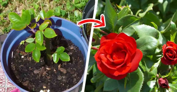 Warum blühen deine Rosen nicht? 3 häufige Fehler, die Gärtner machen