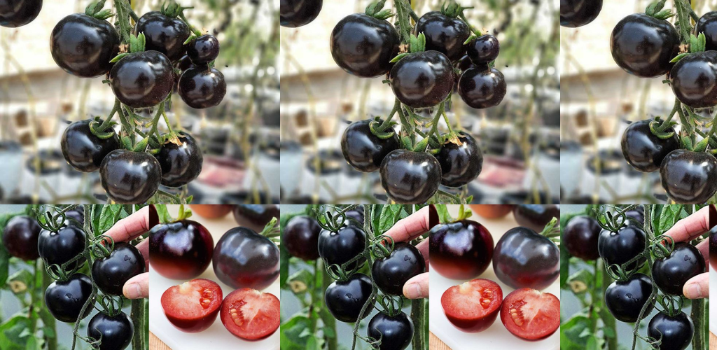 Warum die Kumato-Tomate andere hinsichtlich ihrer gesundheitlichen Vorteile übertrifft und wie man sie anbaut